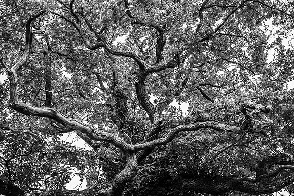_DSC9595