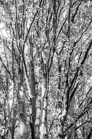 _DSC9587