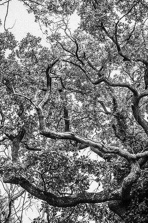_DSC9596