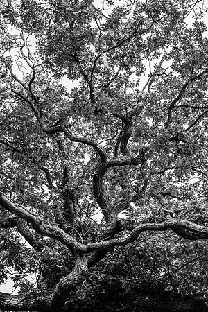_DSC9594