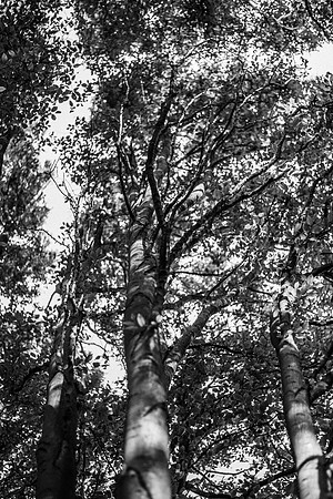 _DSC9576