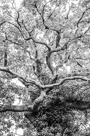 _DSC9597