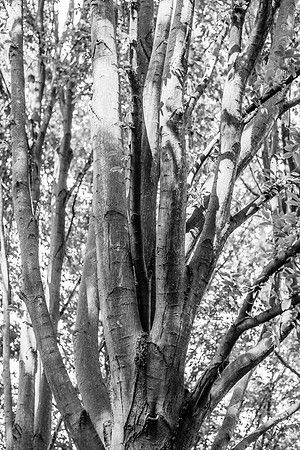 _DSC9590